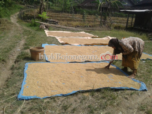 Panen kedua, Hasil Padi di Bubulan Menurun Drastis